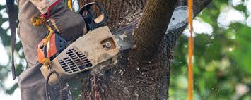 Best Emergency Tree Removal  in Northlake, IL