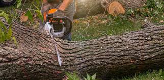 How Our Tree Care Process Works  in  Northlake, IL