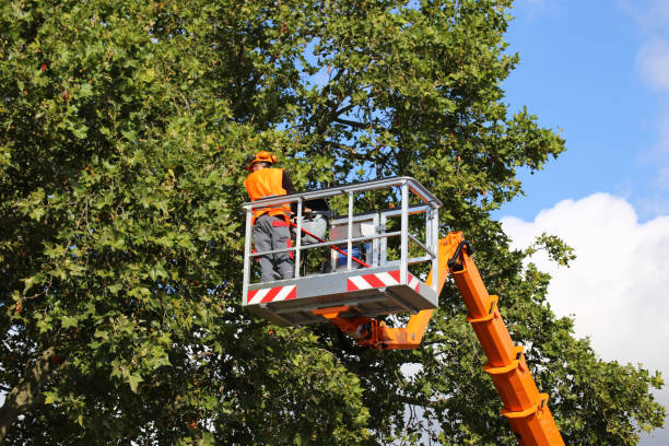 Best Hazardous Tree Removal  in Northlake, IL