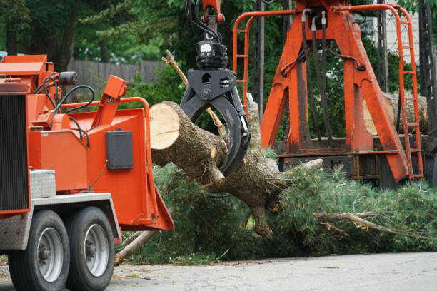 Best Tree Mulching  in Northlake, IL