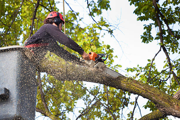 Best Leaf Removal  in Northlake, IL